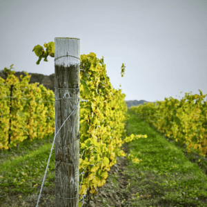 Niagara-on-the-Lake Wines vineyard